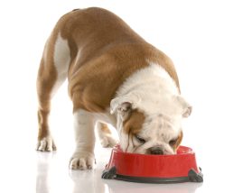 Allow aged care residents to keep pets: welfare groups