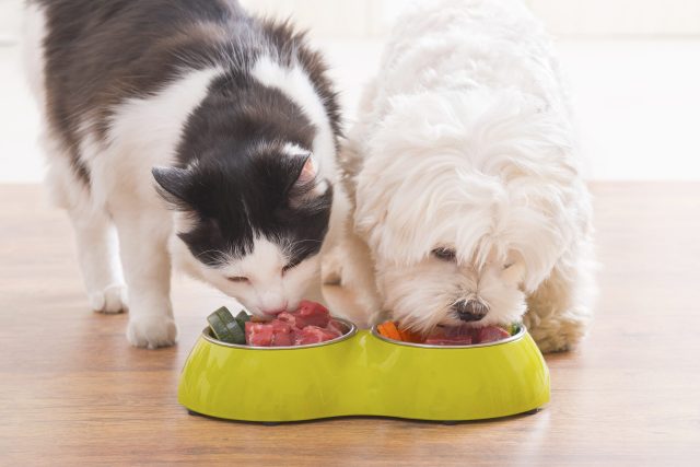 Aged care’s most pet-friendly states identified