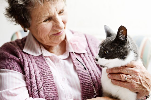 Aged care facilities provide homes for older cats
