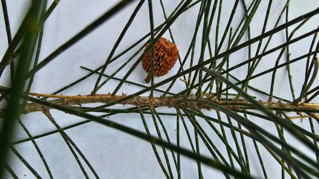 Sheoak