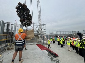 Cambridge tree delivery by crane cropped